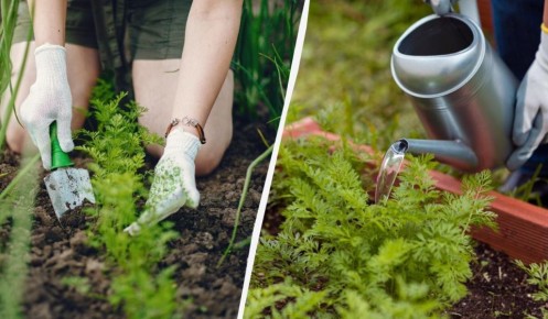 Как эффективно подкармливать морковь золой: секреты и нюансы