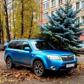 Угодив в суд после ДТП с ценным деревом: как работник завода почти остался банкротом