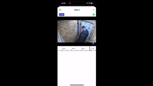 Жестокое обращение с доберманом?