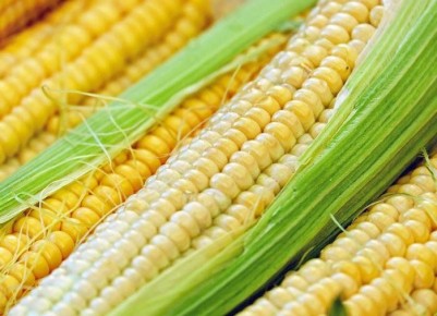 Как вырастить идеальную кукурузу: секреты и советы для каждого садовода