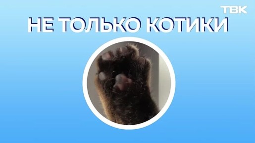 «Не только котики»: кошка Муся из музейного центра «Площадь Мира»