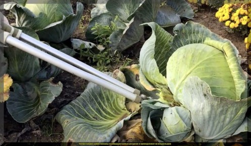 Уборка капусты: как сохранить свежесть до весны и избежать гнили