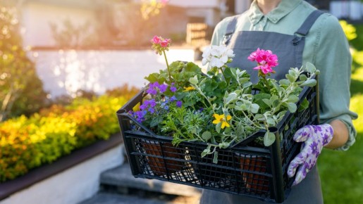 Эти цветы точно выдержат палящее солнце: смело сажайте хоть на южную сторону