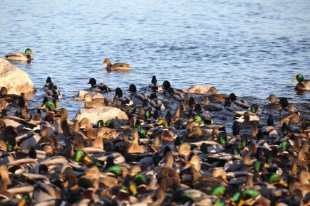 Температурные качели ждут красноярцев на последней неделе ноября