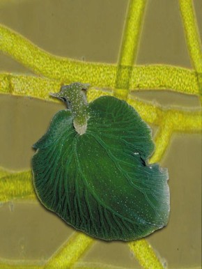 Моллюск с зелеными суперспособностями: как элизия ведет двойную жизнь