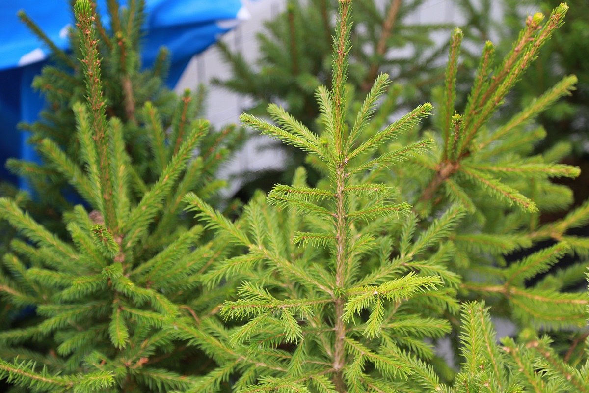 Жителей Красноярского края приглашают поучаствовать в экоакции «Бумажная ель»