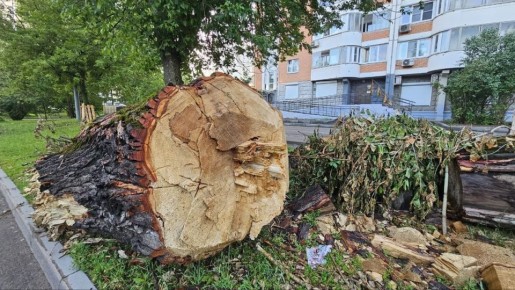 Кто несет ответственность за аварийные деревья: решающий выбор управляющей компании