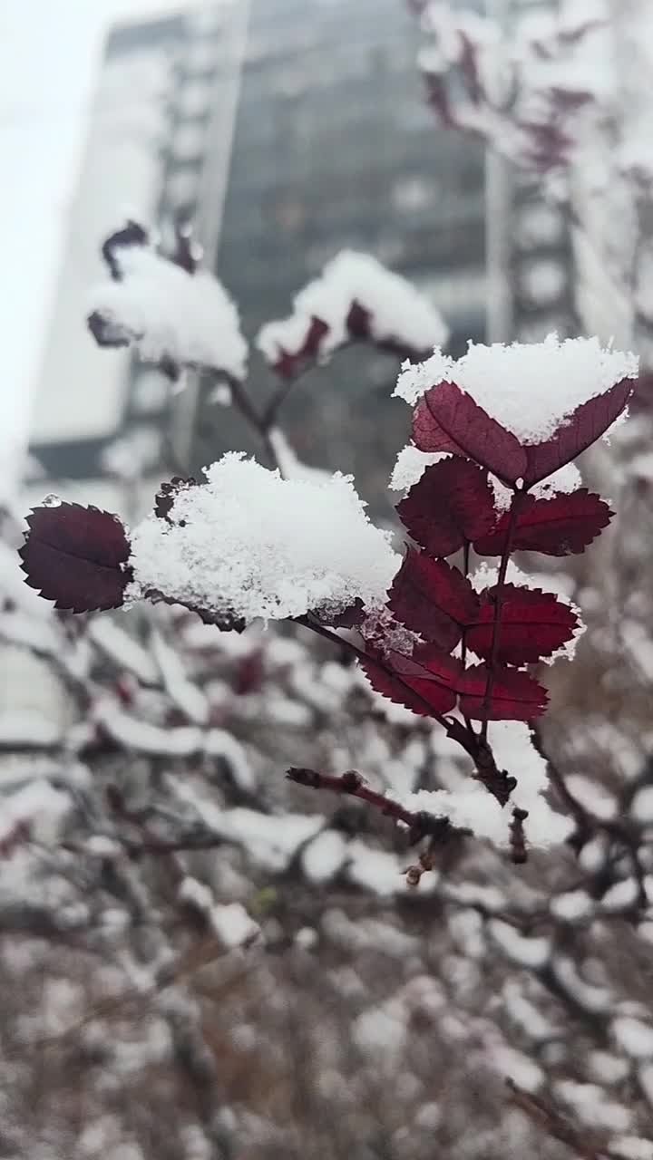 Погода на 25 ноября. ТВК