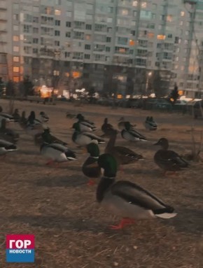 Доброе утро, Красноярск. Пусть ваш день будет таким же спокойным и уверенным, как прогулка уток в Тихих Зорях