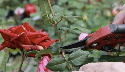 Обрезка роз в августе: секреты здоровых кустов и яркого цветения