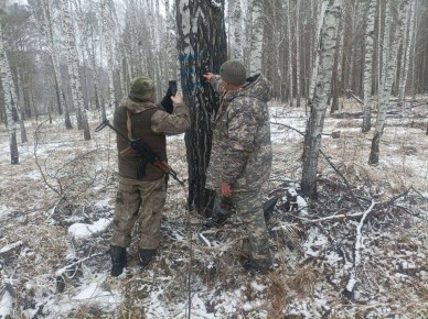 Жителя села Казачинское подозревают в незаконной рубке 89 сосен на территории Кемского и Казачинского лесничеств
