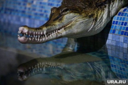 Западные тренды 2025 года: как законопроект о запрете экзотических питомцев меняет правила игры