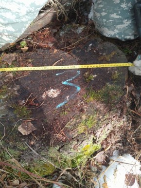 В Казачинском районе полицейские выявили незаконную рубку сосны