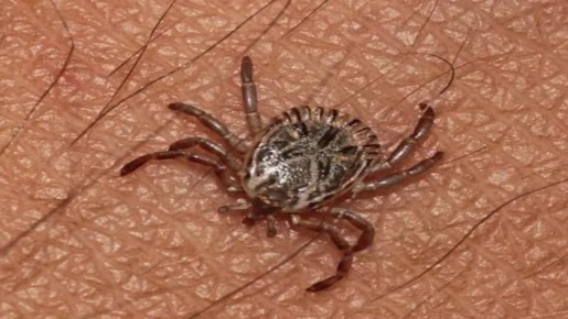 Как защититься от укусов клещей: проверенные методы