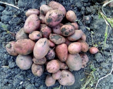 Как выбрать идеальную картошку для посадки: секреты успешного урожая
