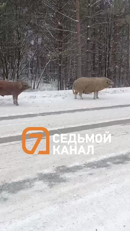 Дикие кабаны-автостопщики разогрели внутренние чаты поселка Манский