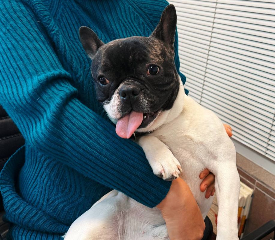 К зданию редакции «7 канала Красноярск» прибился ухоженный французский бульдог