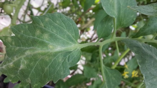 Тревожные знаки на листьях томатов: кладоспориоз в теплицах