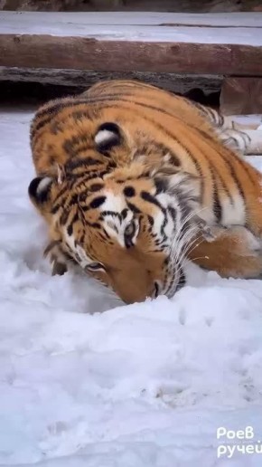 Доброе утро!. А вы так же радуетесь выпавшему снегу и наступившей зиме, как тигрица Рокси из красноярского парка "Роев ручей"? Нет, она не мерзнет во время прогулок в такую погоду, так как относится к амурским тиграм