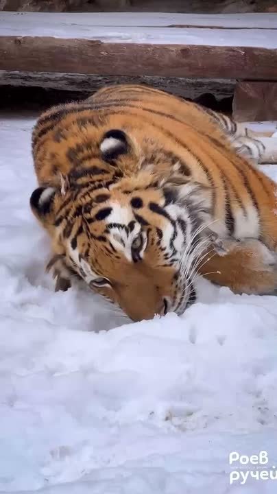 Доброе утро!. А вы так же радуетесь выпавшему снегу и наступившей зиме, как тигрица Рокси из красноярского парка "Роев ручей"? Нет, она не мерзнет во время прогулок в такую погоду, так как относится к амурским тиграм