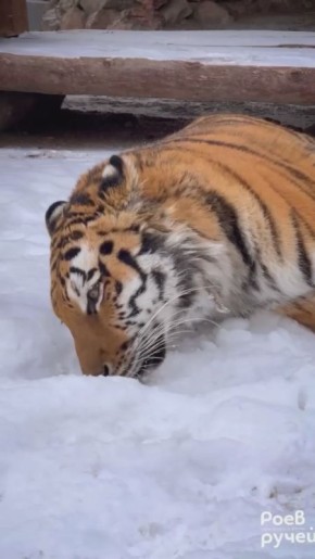 В «Роевом ручье» показали игры тигрицы Рокси на снегу