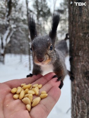 Орешки есть? А если найду?