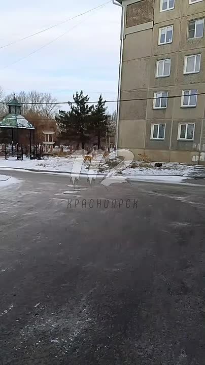Бродячие собаки продолжают терроризировать жителей Красноярска