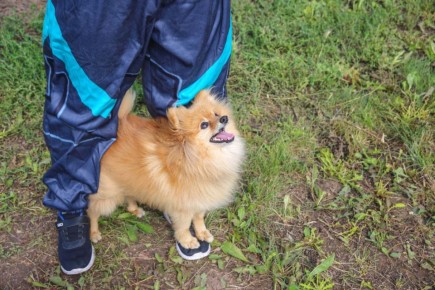 Красноярский зоопсихолог Петров рассказал, как подружить свою собаку с другими питомцами