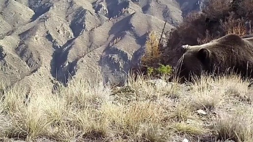 Настроение этим утром: косолапый из Саяно-Шушенского заповедника, который не может проснуться