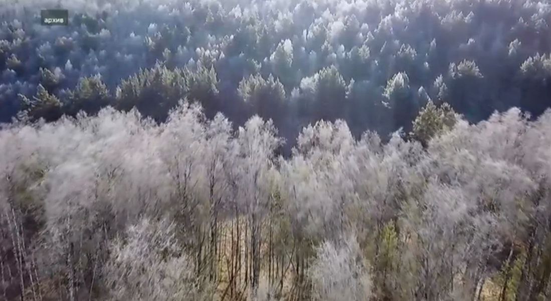 В крае усилен контроль за сохранностью хвойных лесов в преддверии Нового года