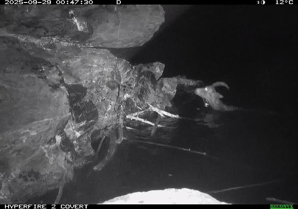 Козерог обхитрил снежного барса в Саяно-Шушенском заповеднике