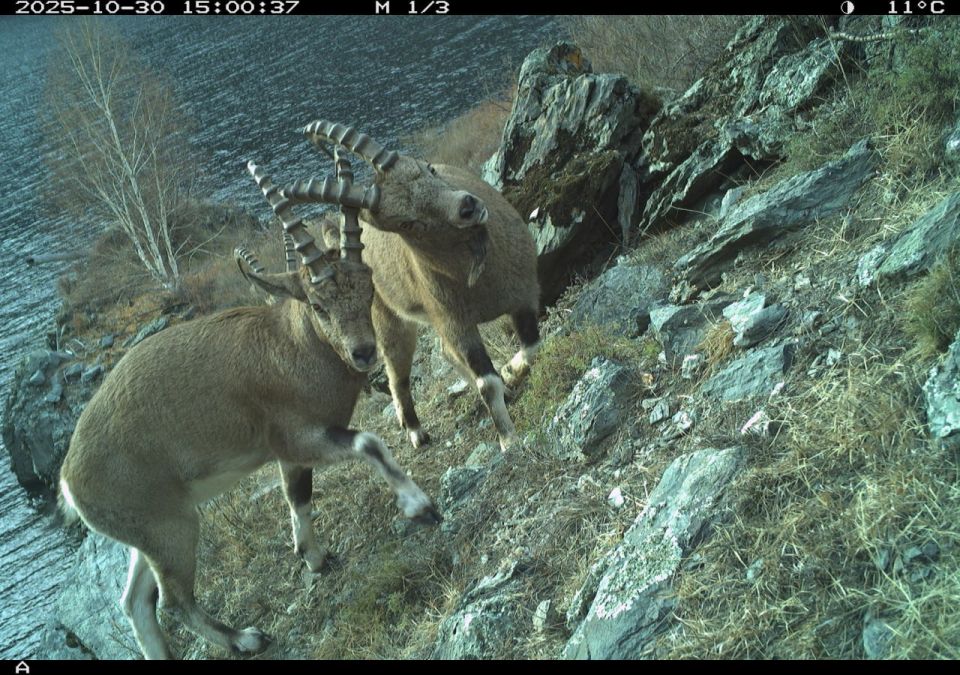 А вы знали, что учёт козлов проводят именно в ноябре?
