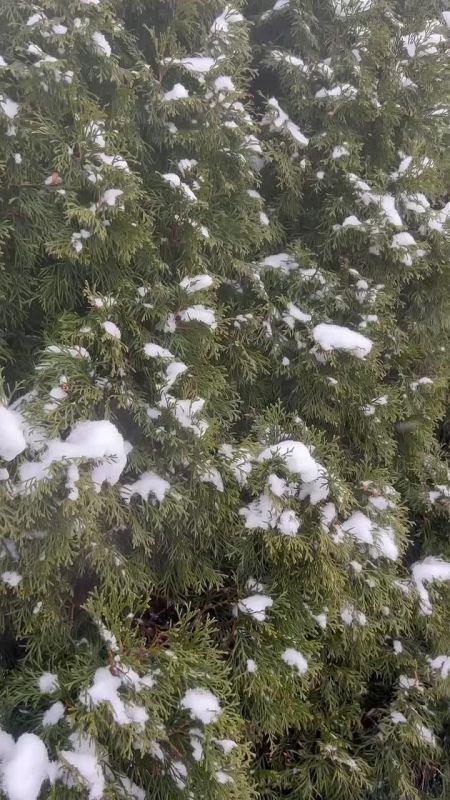 ������ �� 28 ������. ���