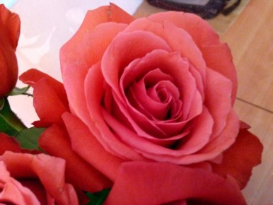 Как спасти розы от зимних морозов: проверенные советы с водкой в главной роли