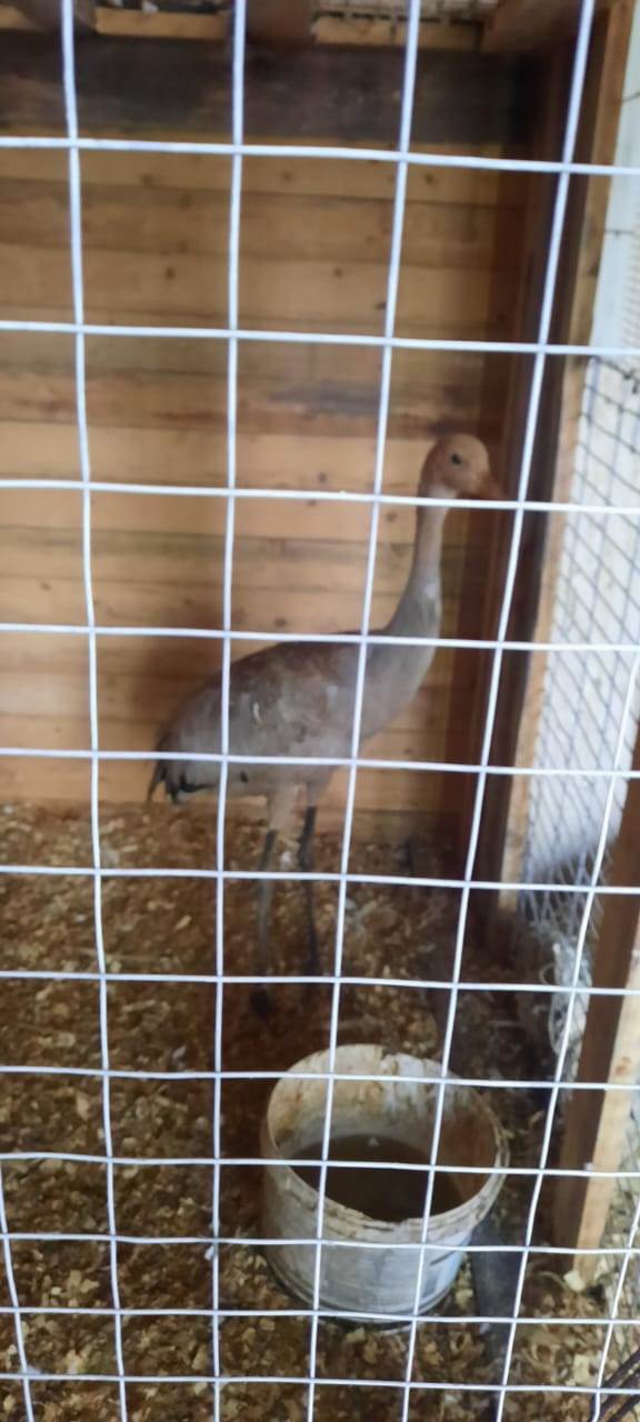 Не соколиная охота: в Канске полицейские пресекли незаконную продажу краснокнижной птицы и её собратьев Не соколиная охота: в Канске полицейские пресекли незаконную продажу краснокнижной птицы и её собратьев