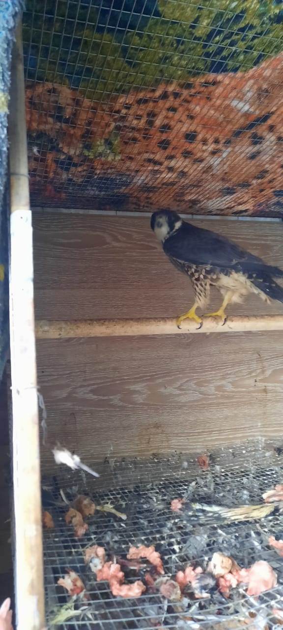 Не соколиная охота: в Канске полицейские пресекли незаконную продажу краснокнижной птицы и её собратьев Не соколиная охота: в Канске полицейские пресекли незаконную продажу краснокнижной птицы и её собратьев