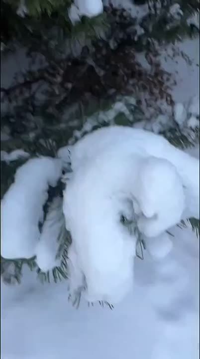 Погода на 29 ноября. ТВК