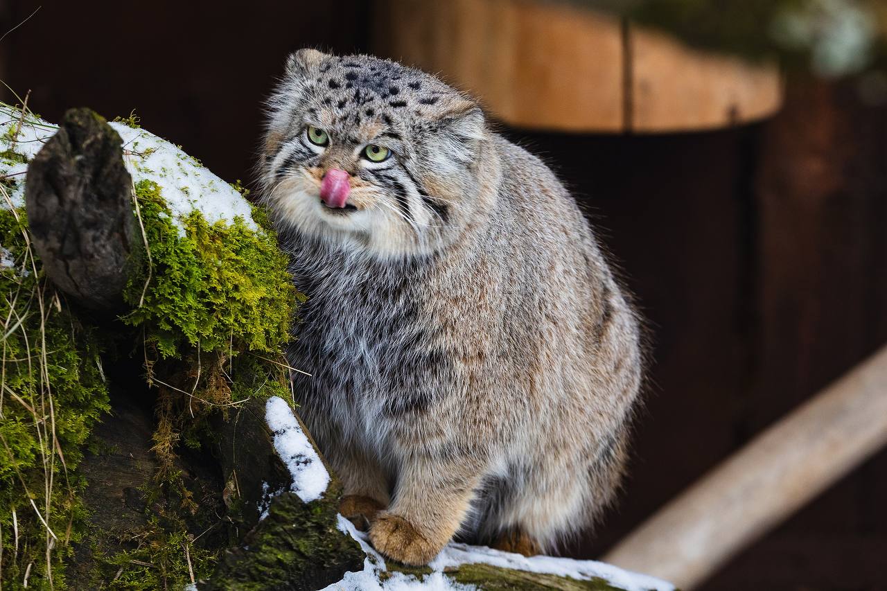 В красноярском парке "Роев ручей" объявили об окончании зажировки манула Бориса В красноярском парке "Роев ручей" объявили об окончании зажировки манула Бориса