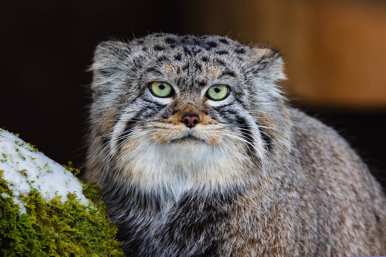 В красноярском парке "Роев ручей" объявили об окончании зажировки манула Бориса