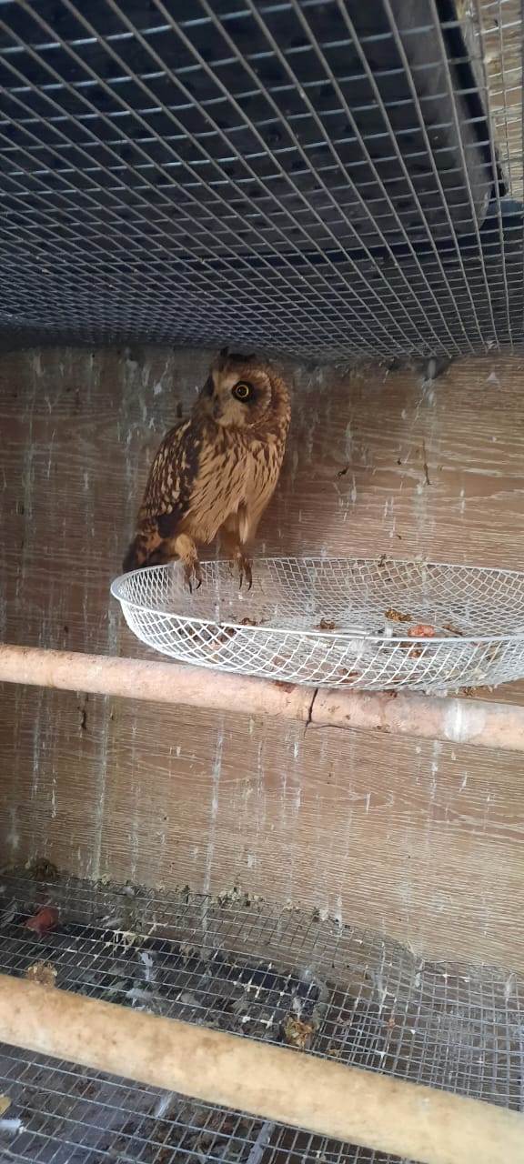 Не соколиная охота: в Канске полицейские пресекли незаконную продажу краснокнижной птицы и её собратьев Не соколиная охота: в Канске полицейские пресекли незаконную продажу краснокнижной птицы и её собратьев