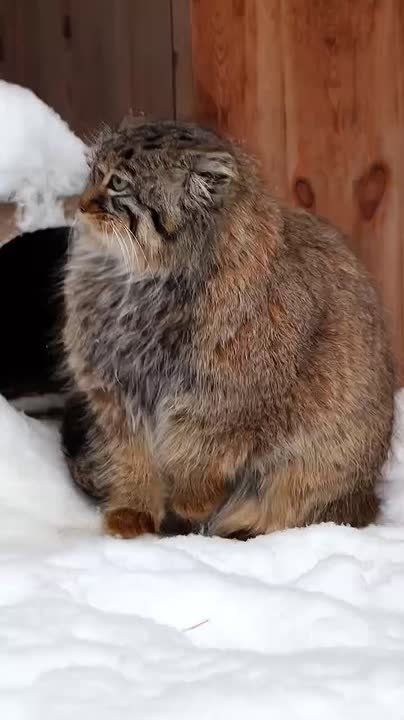 ������ �������� ����. ��� �� ���� ��������� ����� �� ����� ������ ���