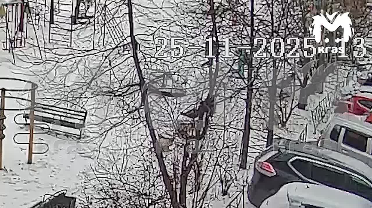 Стая бродячих собак кошмарит жителей многоэтажки в Красноярске