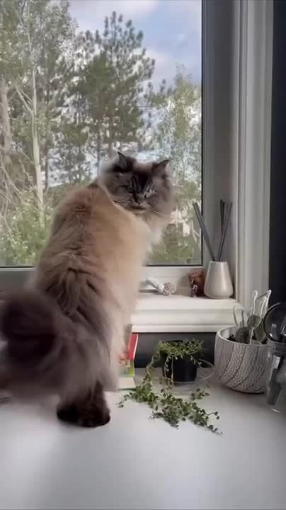 ������ ���� ������������ ���