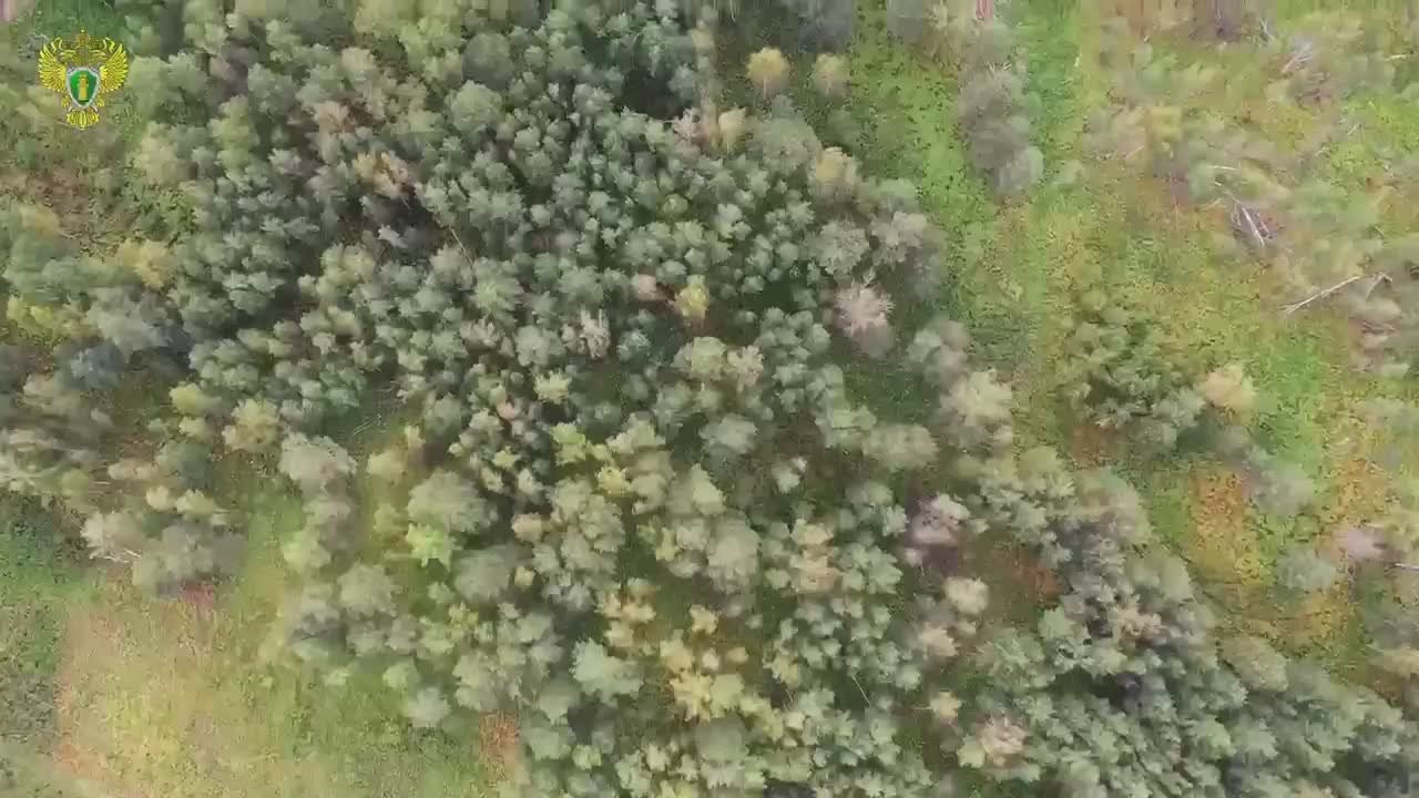 На видео – спасенный прокурорами лес