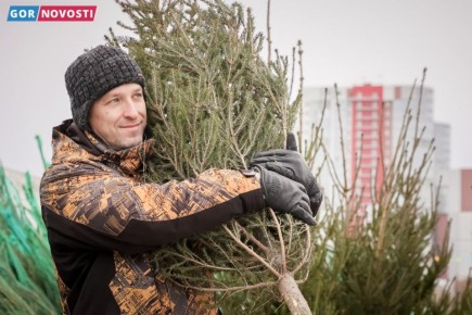 В Центральном районе города определили места, где будут продавать новогодние ели