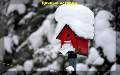 Тайны здоровых овощей: как избежать горечи баклажанов и другие секреты дачников