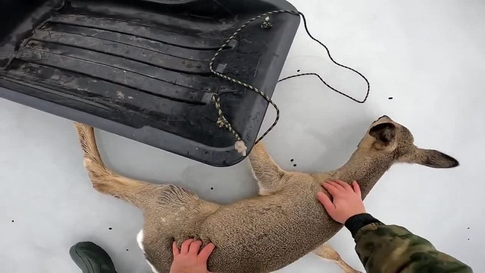 � ����������� ������ ������������� ������� ��������� ��������� ��������: ��������� ����� ������, ����������� � ���������� ���������� ����, ��������� �� ���� �����