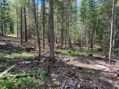 В Нижнеингашском районе вынесен приговор по делу о незаконной рубке леса