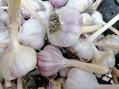 Как вырастить крупный чеснок: практическое руководство для садоводов