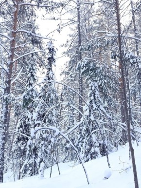 Зимняя сказка!. Фото: Тамара Михайлова «Горновости» теперь в мессенджере МАХ! @gornovosti